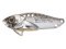 Wobler Strike Pro Cyber Vibe 5,5 cm