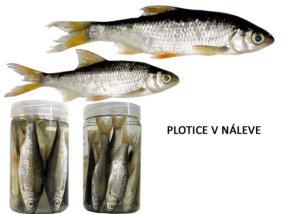 Plotice v náleve